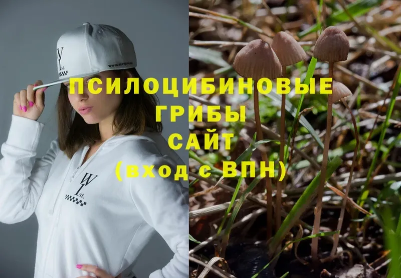 цена наркотик  Мирный  Псилоцибиновые грибы Psilocybe 